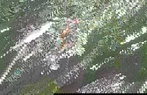 Log Cabin On And Overlooking a 9km Lagoon - Photo 13