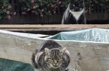 Ferienwohnung im Historischen Schwarzwaldhaus - Foto 8