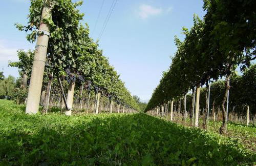 Agriturismo Tonutti - Foto 51