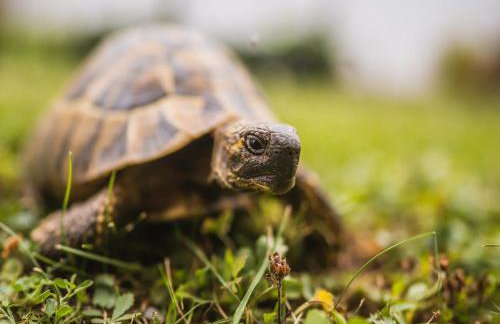 Holiday Home Boltar - Foto 67