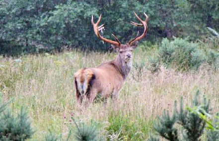 Myrtle Cottage - Foto 31