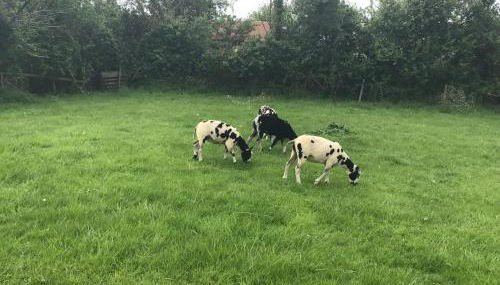 The Stable Poplar Farm - Foto 3