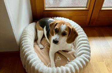 AllgäuLoft im Sennhof - Photo 17