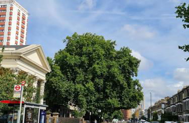 Beautiful 3 bedroom house Stockwell central London - Foto 22