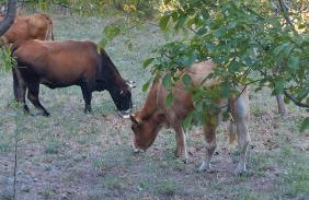 Ipati Forest Chalet - Foto 46
