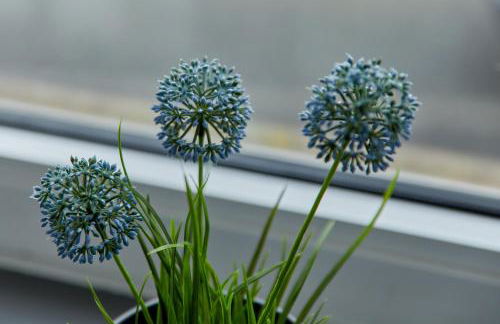 Haus Blanka - Foto 15