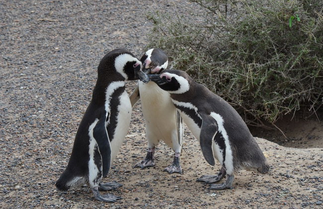Ramada Residences by Wyndham Puerto Madryn CQ Mitre - Photo 54