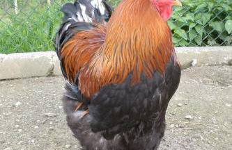 Quinta das Ameixas - Country & Nature - Foto 80