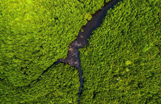 Escursione alla foresta di Jozani - Foto 7