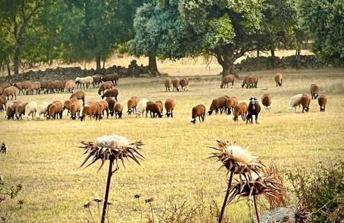 El Pinar del Rondero J&M En Plena Naturaleza - Photo 12