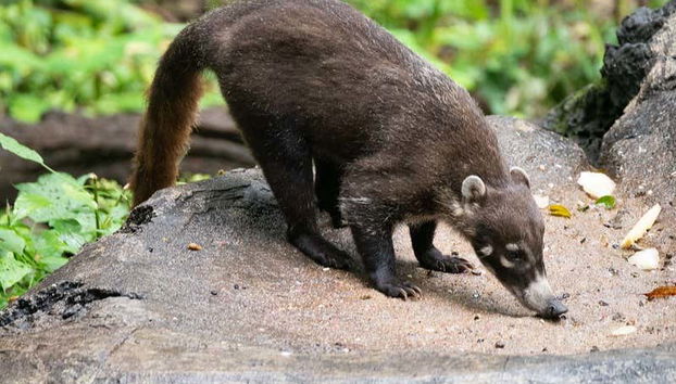 Conociendo a los animales del zoo