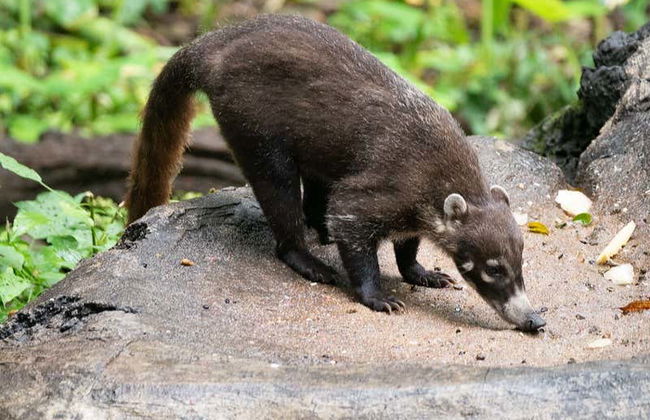 Punti panoramici del Canyon del Sumidero, Zoomat e Cristo di Chiapas - Foto 3
