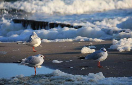 Haus am Weststrand - Foto 15