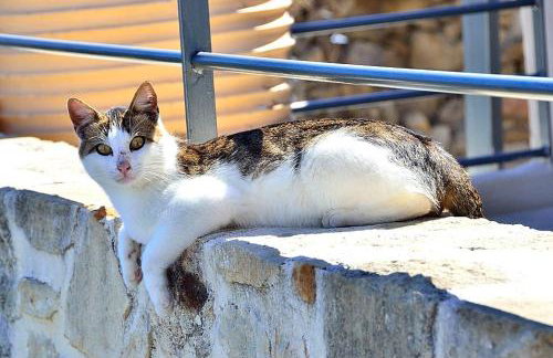 Traditional House Koukounara - Foto 32