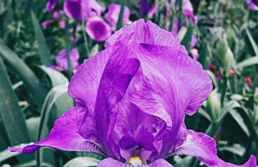 The Artist's Farm - Foto 70