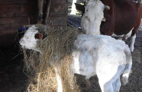 Agriturismo Villa Brugolta - Foto 15