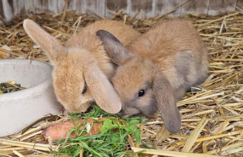 Freizeit- und Erlebnishof Schötz - Foto 19
