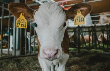 Ferienhof Kohler - Foto 21