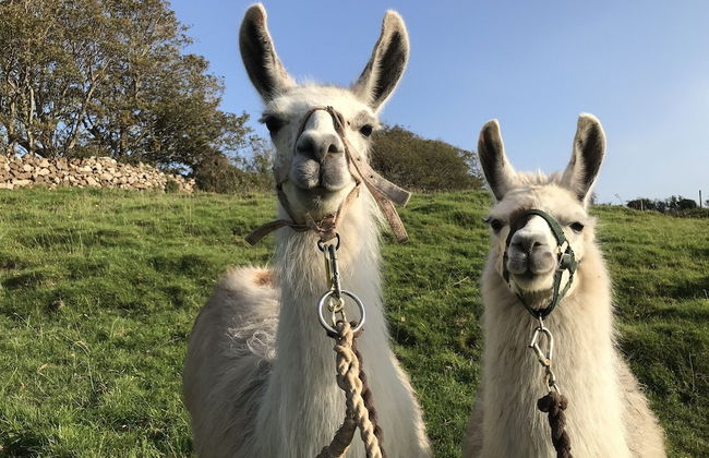 The Cuddly Cow Cosy Barn Studio Campview Farm Stay - Foto 18