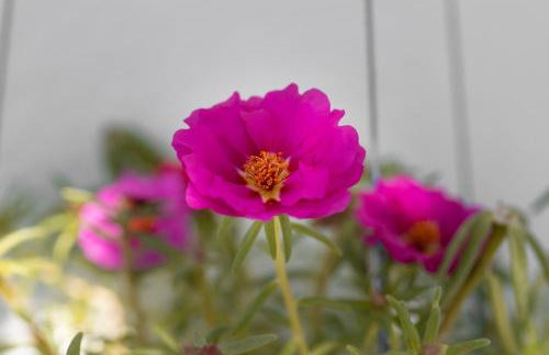 Stella's traditional house. - Foto 61