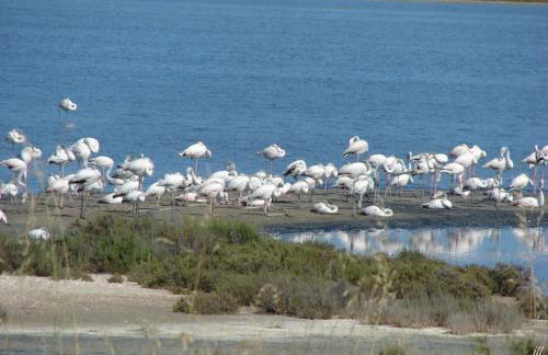 Appartements Les Pesquiers Hyères Plage - Foto 16