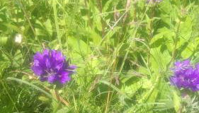 Ferienhaus Harzer Bauernhof - Foto 5