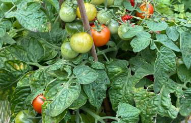 Erichshagener Ferienlaube - Foto 33