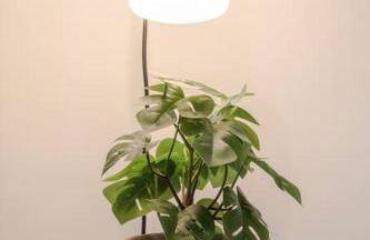 The Ladywell in Lewisham - Foto 20