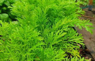 Komfortowy dom wakacyjny dla kilku rodzin - Foto 32