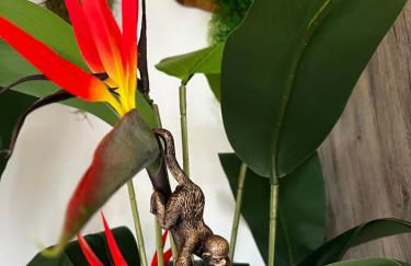 Jungle In The City ,Corfu - Kanoni - Foto 16