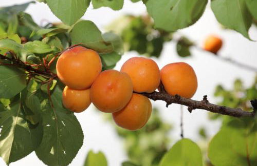 Gite montgolfiere - Foto 12