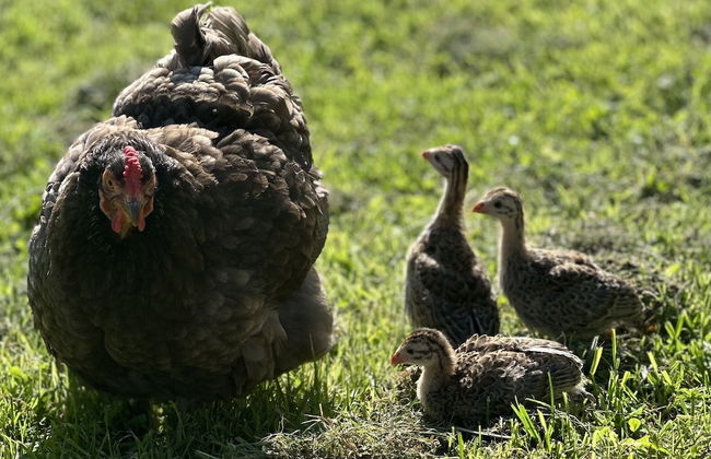 Gratton Grange Farm Holiday Cottage - Foto 36