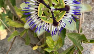 La Sauveroise - Foto 2, Garden, Garden view