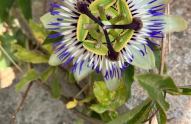 La Sauveroise - Foto 2