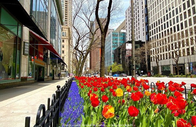 Bem-vindo a Chicago: excursão privada de meio dia com deck de observação 360 - Foto 6