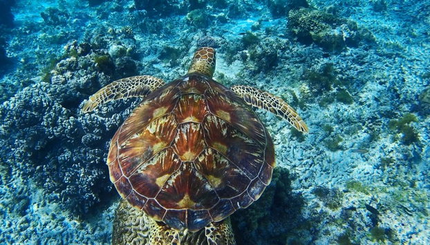 Apo Island Tour - Private - Photo 4