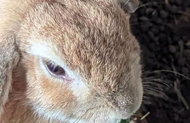 Gerrie's Place at Figment Ranch Foundation Animal Sanctuary near Round Top Texas - Foto 28