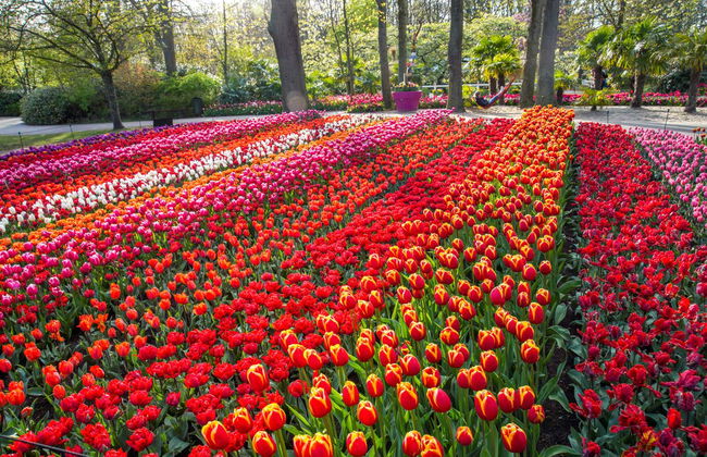 Entradas para Keukenhof - Photo 5