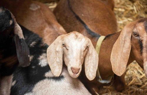 Cwt Gafr Bach - Photo 9