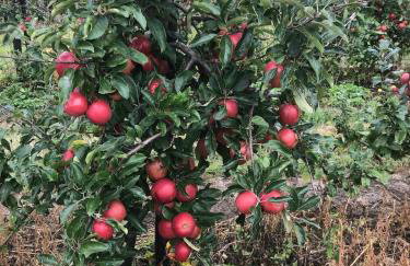 Farmhouse Apartment with Paddock & Orchard Views - Foto 21