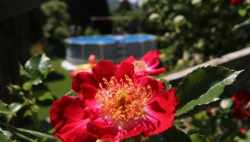 Haus Köberle Ummendorf - Foto 2