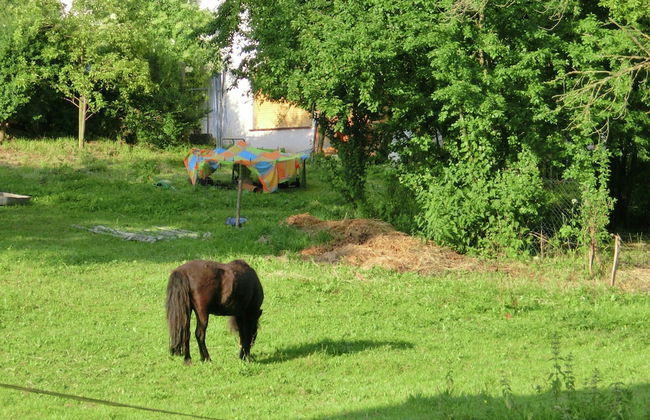 Familienfreundlicher Urlaub im Landhaus Obergude - Foto 27