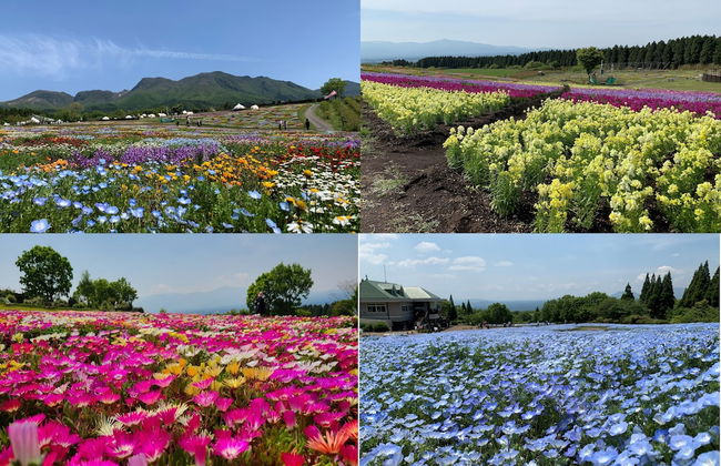 kujuhanakoen campingresort hanatohoshi - Foto 18