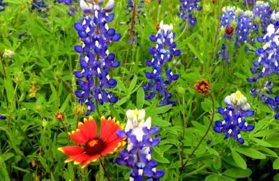 Gorgeous, secluded escape near River with Game room! - Photo 43