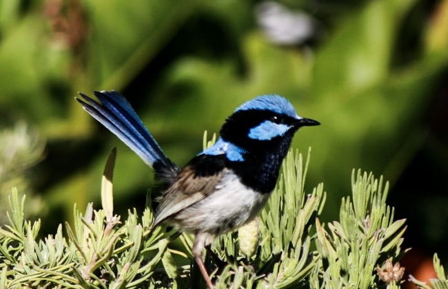 Karawatha Cottages B&B - Foto 45