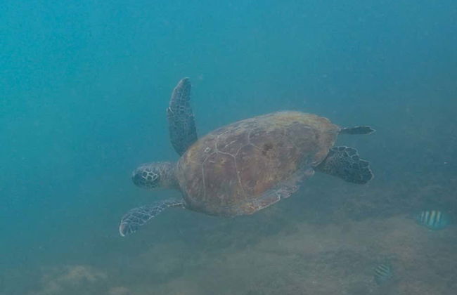 Snorkel em Ilhabela - Foto 6