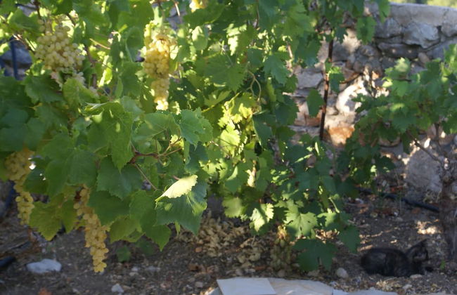 Holiday Home With Garden in Kritinia - Foto 21