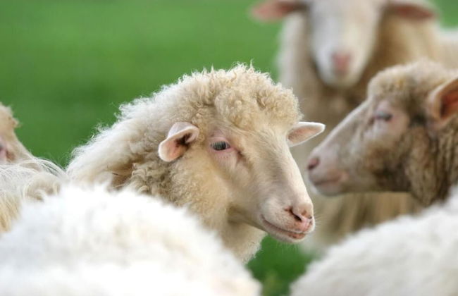 Agriturismo Archelao - Photo 24