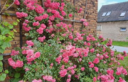 Ferienhaus Alte Provinz ruhige zentrale Lage Kromlau - Foto 25