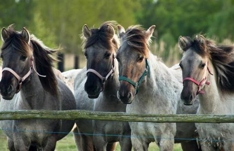 Wooden House Near Baltic Sea Beaches - Photo 27